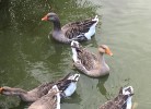 Gänse beim Schwimmen auf dem Teich