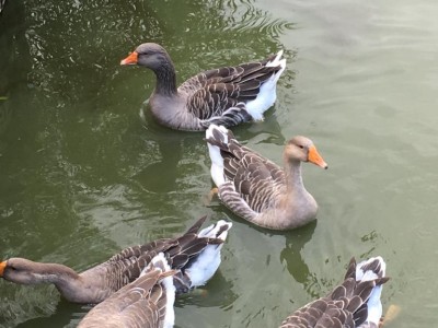 Feha 22 'Schwedenhaus auf dem Bauernhof'