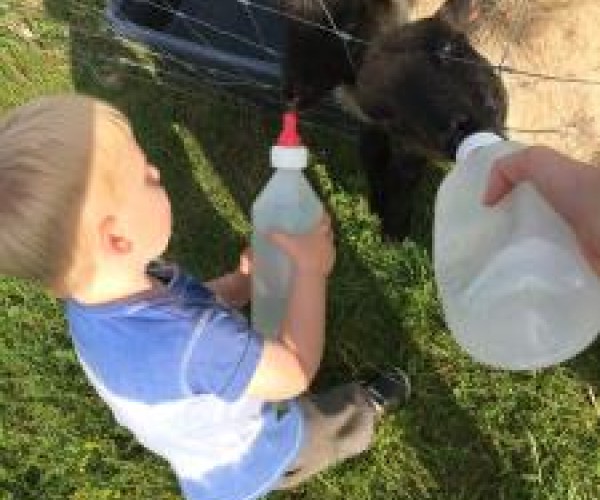 Fewo 13 'Ferienwohnung Ziegenheim auf dem Bauernhof'